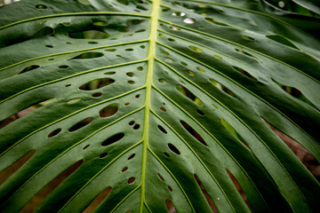 Fototapeta na wymiar Tropical leaf close up