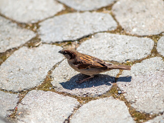 Spatz