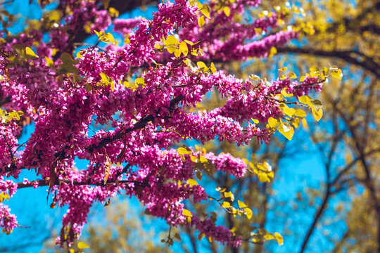 Purple flowers of Cercis canadensis on the branches close-up. Delicate floral background. Pink flowers on a blurry blue background. Panoramic spring view.