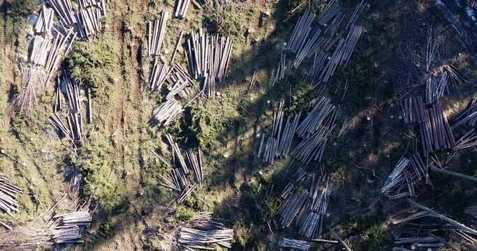 Drone flying over cut down wood. Deforestation for wood. Industrial harvest cutting down forest. Trees stacked in a row. Heavy industry on global ecological system. Ecology and save the planet concept