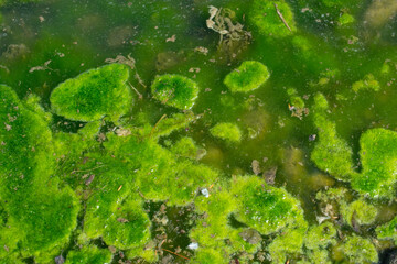 River Backwater Green Algae Formation - Plant Growth