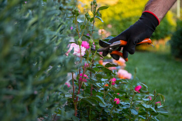 Mature gardener making arrangement and cutting a rose bush using pruning shears.