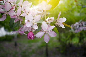 branch of beautiful spring pink flowers