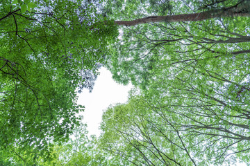 Naklejka premium 新緑の木々