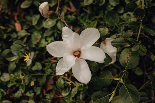 White, pink mangolia tree, petals, flowers in a botanical garden