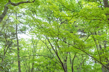 新緑の木々