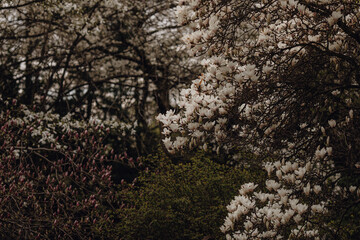 White, pink mangolia tree, petals, flowers in a botanical garden