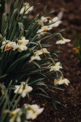white daffodils in the botanical garden