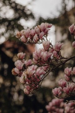 White, pink mangolia tree, petals, flowers in a botanical garden