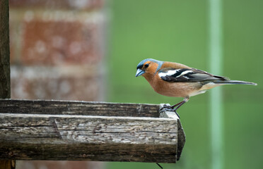 Naklejka premium closeup of a male chaffinch (Fringilla coelebs) dining from a wooden bird seed feeder
