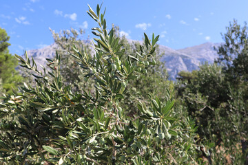 Fototapeta premium Olive tree with green olives and bright leaves against the background of mountains and blue sky Croatia, Dalmatia