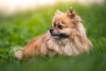 Pies rasy pomeranian leży na trawie 
