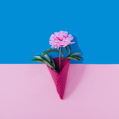 A beautiful fresh pink peony flower in a magenta icr cream cone against pink and blue background. Minimal romantic concept for spring summer banner or card or print.