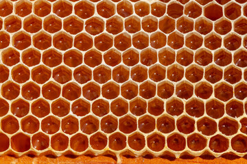 Apiculture - Récolte du miel - Gros plan sur des alvéoles de cire remplies de miel - obrazy, fototapety, plakaty