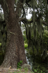 Trunk of live oak tree near a pond