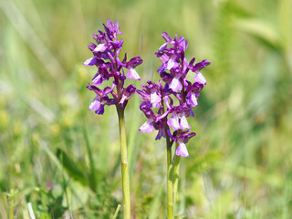 Purple flower of the green-winged orchid on a meadow