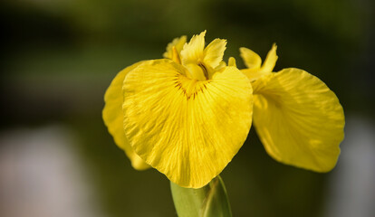 Macro close uo of Iris pseudacorus, the yellow flag, yellow iris, or water flag,. The common name is iris.