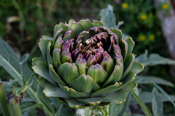 Top view artichoke plant close-up, green and purple leaves.
