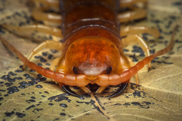 centipede (Scolopendra sp.) sleeping on a mossy tree in tropical rainforest.
