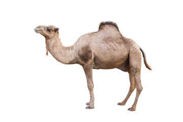 dromedary or arabian camel isolated on white background - obrazy, fototapety, plakaty