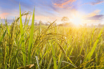 Obraz premium Rice field and sky background at sunset time with sun rays. organic rice field background with sunlight. other name called paddy , rough rice , unhusked.