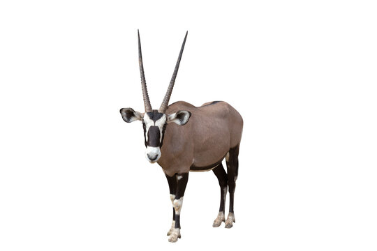 Gemsbok (Oryx gazella) isolated on White Background.