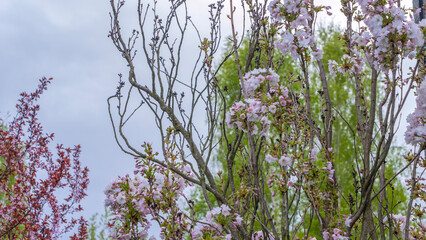 Two different types of cherry blossoms bloom side by side. Selective focus. Sakura garden. Gourgeous cherry trees.