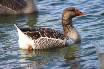 Ganso nadando no lago, ganso nadando na água, ganso na água do parque