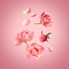 Beautiful peony flowers flying on pink background