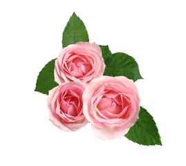 Fotobehang Beautiful pink roses with green leaves on white background © New Africa