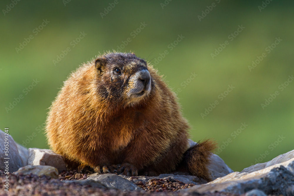 Wall mural Yellow Bellied Marmot