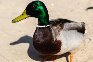 Mallard male - close-up of a mallard on the sand with a blurry background, shallow depth of field.