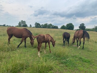 Fototapeta na wymiar Horses in field