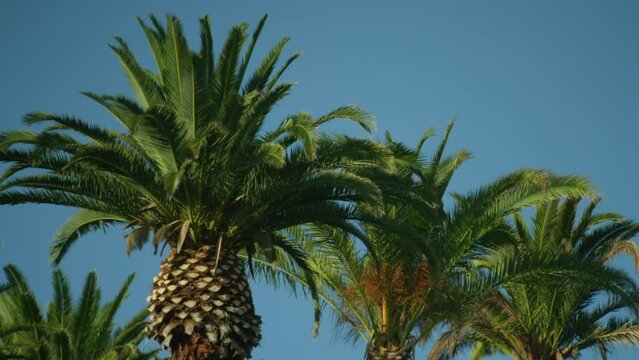 The fluffy tops of palm trees are softly billowing in the wind against a blue sky on a hot summer day. High quality colorful footage 