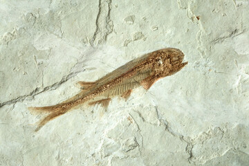Fossil : Lycoptera Fish fossil from Liaoxi China, its lived from the late Jurassic to Cretaceous periods. Fish fossil - obrazy, fototapety, plakaty