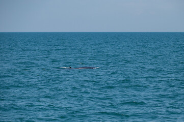 bruda whale swimming in the sea