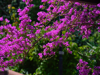 Obraz premium colorful flowers on a beautiful summer day