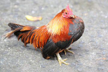 A rooster is looking for food on the ground. Animals that are cultivated for their meat have the...
