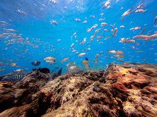 underwater view school of fish swimming over coral reef in ocean
