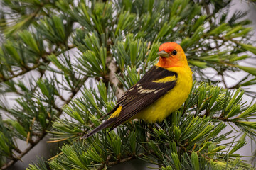 Western Tanager sitting in coniferous tree