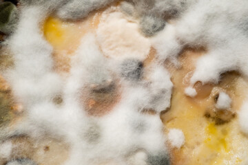 closeup fungus, dirty food, bacteria