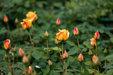 Orange Roses