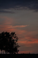 Fototapeta premium 夕暮れの丘とシラカバ並木 美瑛町 