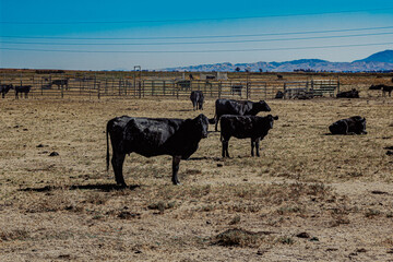 farm cows chilling out in the farm.  Fairfield, California 