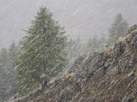 Lone tree amidst heavy snowfall on a rugged mountainside with rocky terrain and forest in the background. Gran Paradiso, Alps