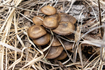 Mushrooms grow nestled in mountain foliage in Colorado
