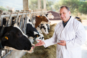 Male quality expert is standing in uniform at the cow farm.