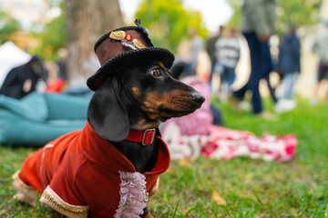 Cute dachshund dog dressed as wizard in hat and red coat at parade of costumes. Domestic animal...