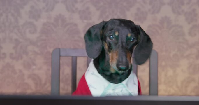 Smart dog a black dachshund dog in a stylish shirt and a red sweater is working on project online, using computer laptop, reading the text carefully. An office worker works remotely from home