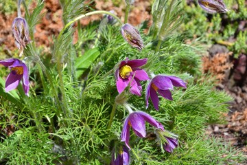 Flower Dream-grass or Pulsatilla patens  purple color in the spring forest 